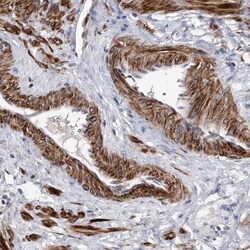 NAB1 Antibody, Novus Biologicals:Antibodies:Primary Antibodies